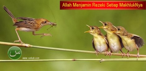 burung makan rejeki anaknya 1